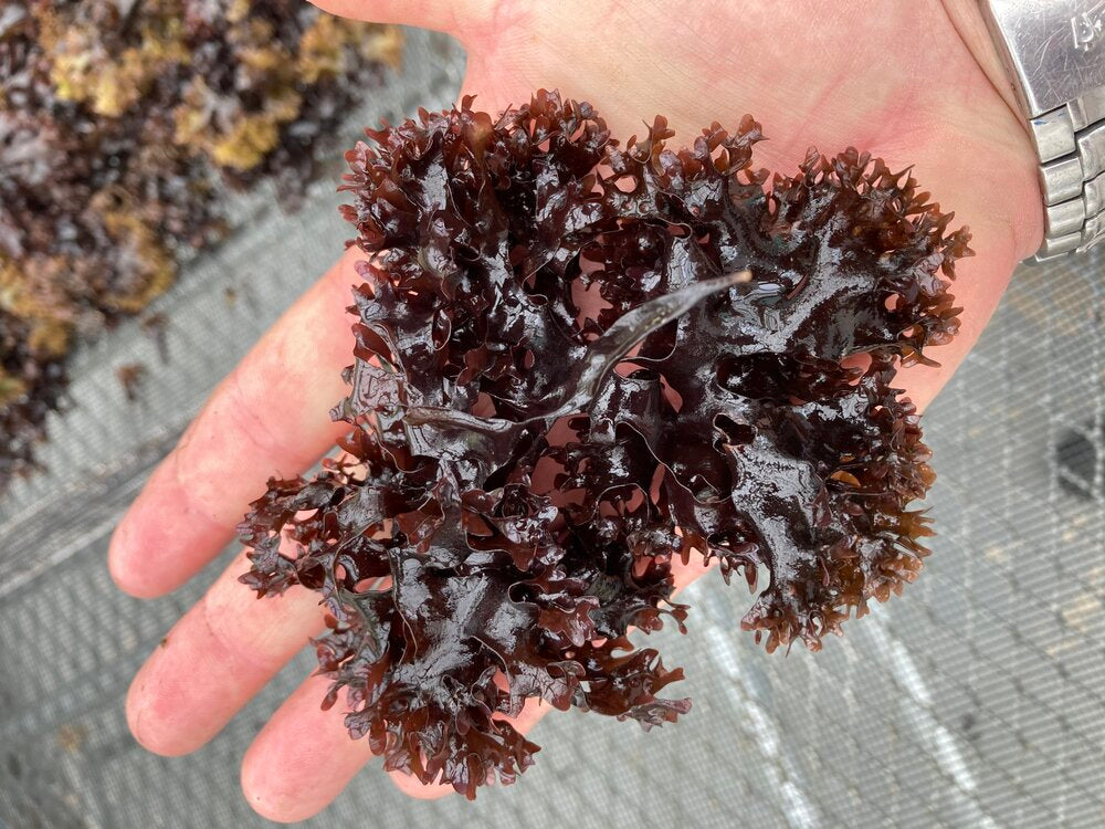 Sea Moss: A closer look