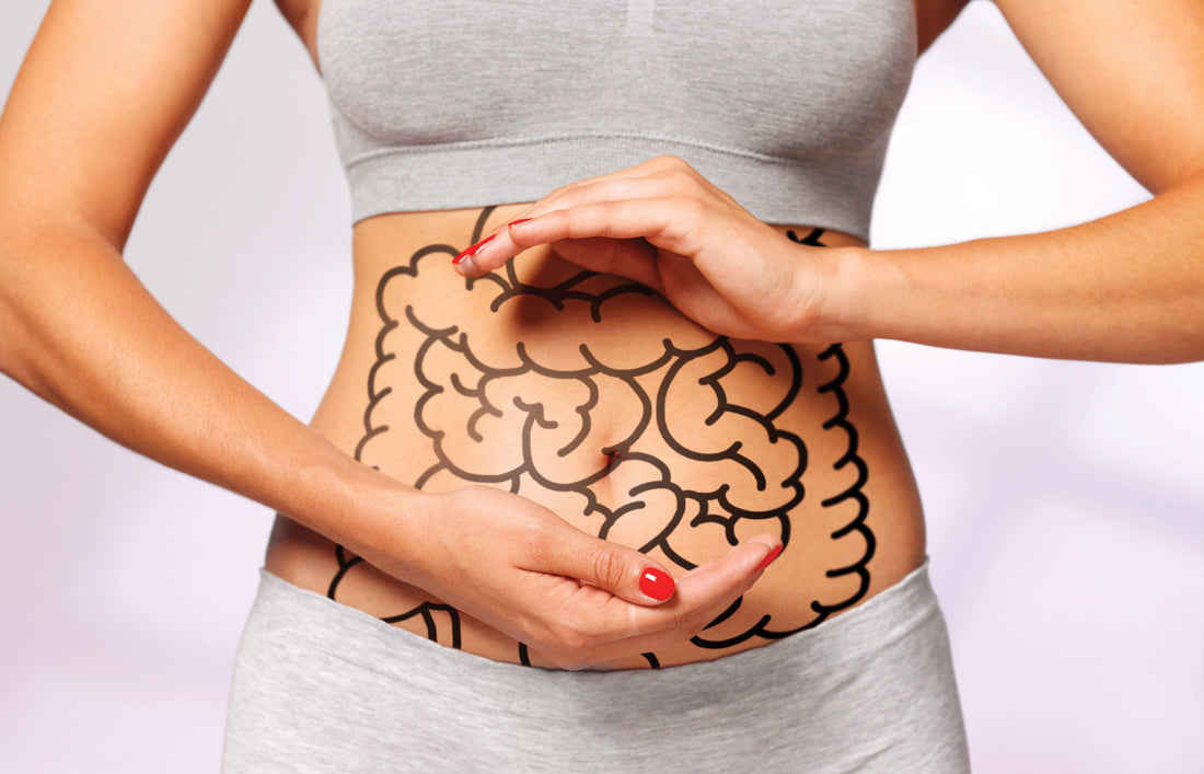 Unraveling the Mysteries of Gut Health: A Comprehensive Guide to Probiotics, Prebiotics, and Digestive Enzymes